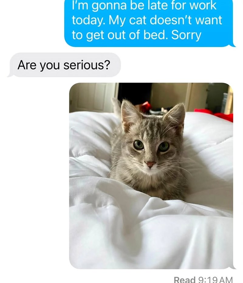 I'm gonna be late for work today. My cat doesn't want to get out of bed. Sorry Are you serious? Read 9:19 AM