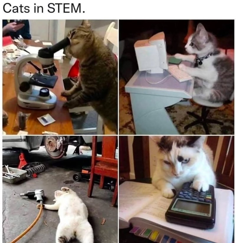 Cats in STEM.