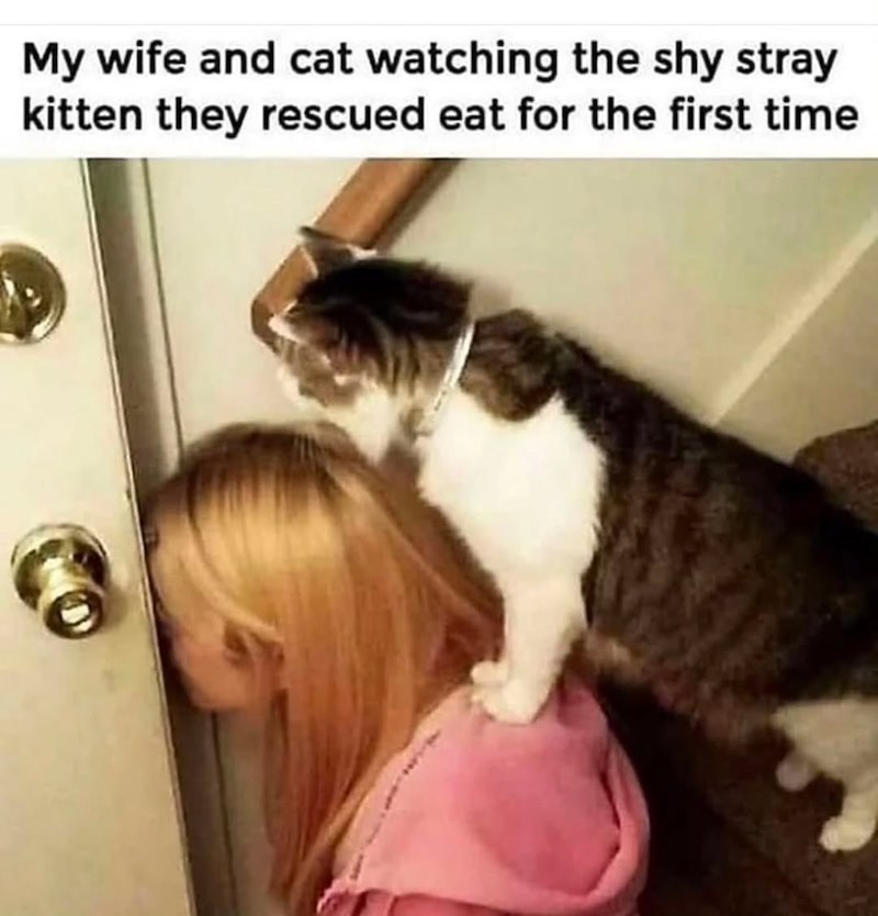 My wife and cat watching the shy stray kitten they rescued eat for the first time