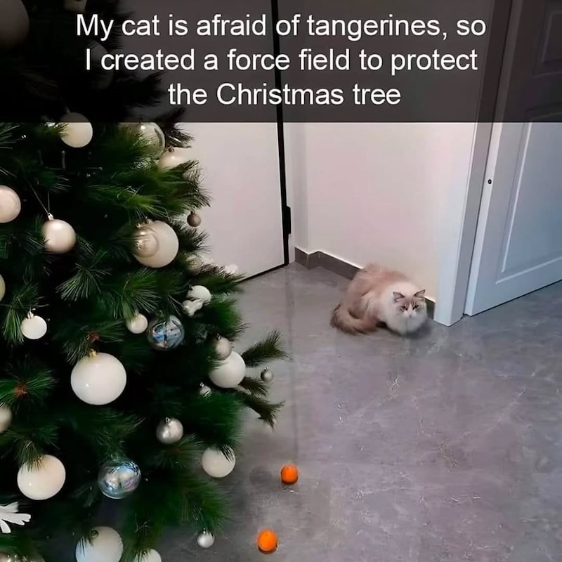 My cat is afraid of tangerines, so I created a force field to protect the Christmas tree