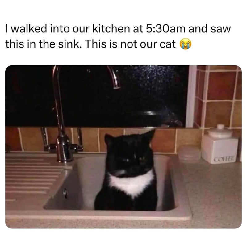 I walked into our kitchen at 5:30am and saw this in the sink. This is not our cat COFFEE