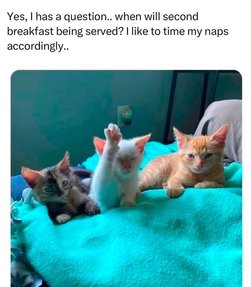 Yes, I has a question.. when will second breakfast being served? I like to time my naps accordingly..