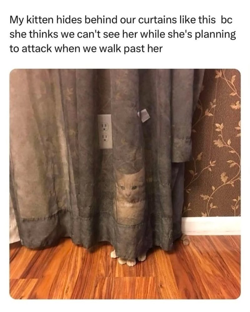 My kitten hides behind our curtains like this bc she thinks we can't see her while she's planning to attack when we walk past her