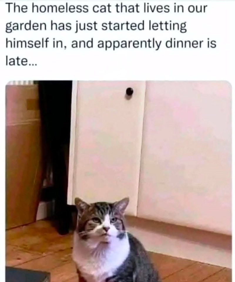 The homeless cat that lives in our garden has just started letting himself in, and apparently dinner is late...