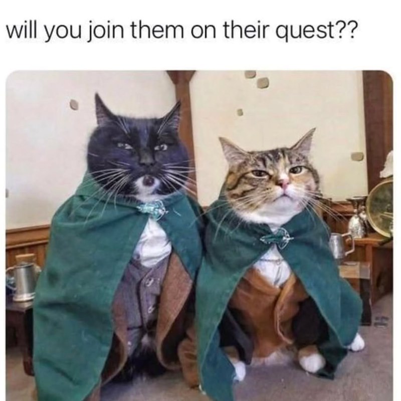 will you join them on their quest??