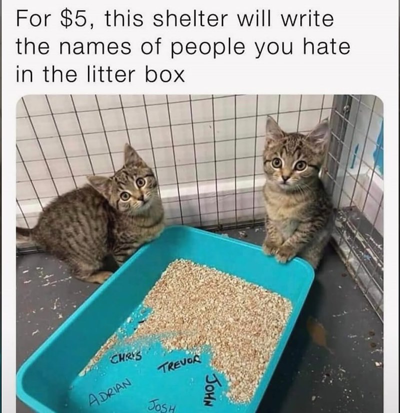 For $5, this shelter will write the names of people you hate in the litter box CHRYS ADRIAN TREVOR JOSH JOHN