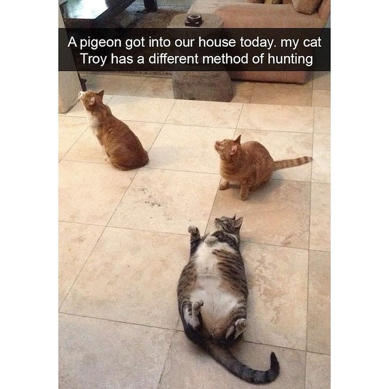 A pigeon got into our house today. my cat Troy has a different method of hunting