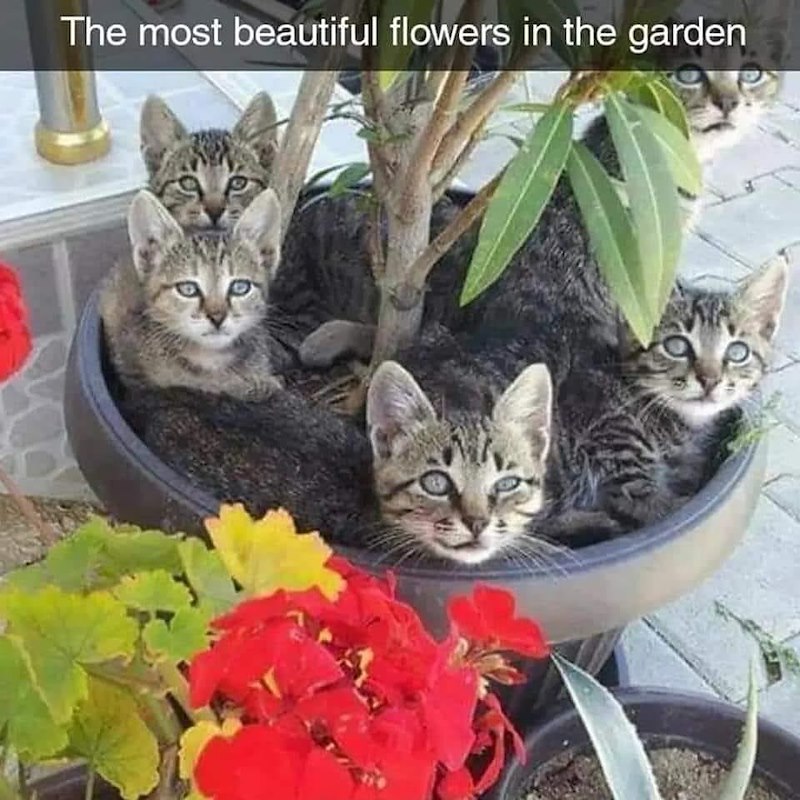 The most beautiful flowers in the garden