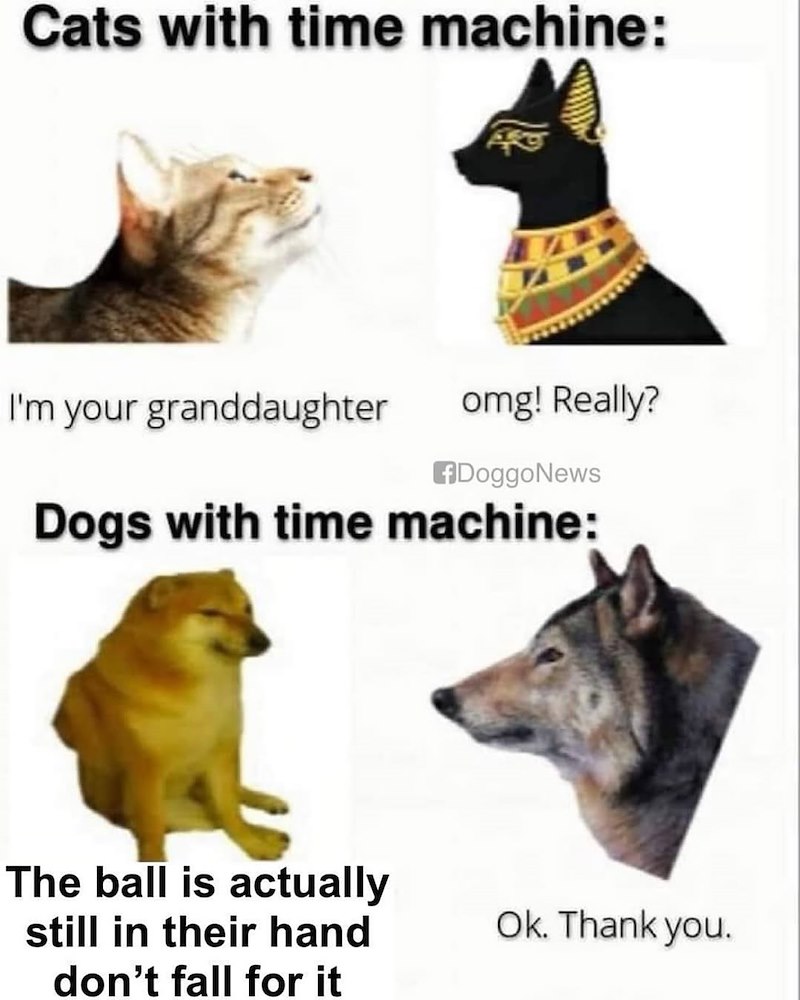 Cats with time machine: I'm your granddaughter omg! Really? DoggoNews Dogs with time machine: The ball is actually still in their hand Ok. Thank you. don't fall for it