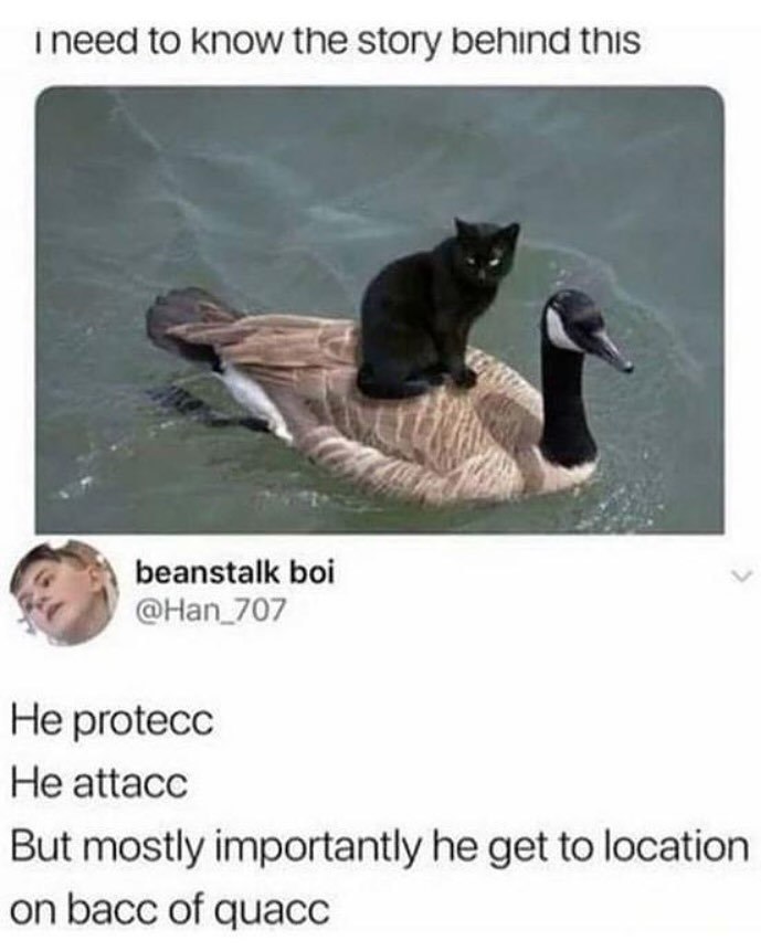 I need to know the story behind this beanstalk boi @Han_707 He protecc He attacc But mostly importantly he get to location. on bacc of quacc