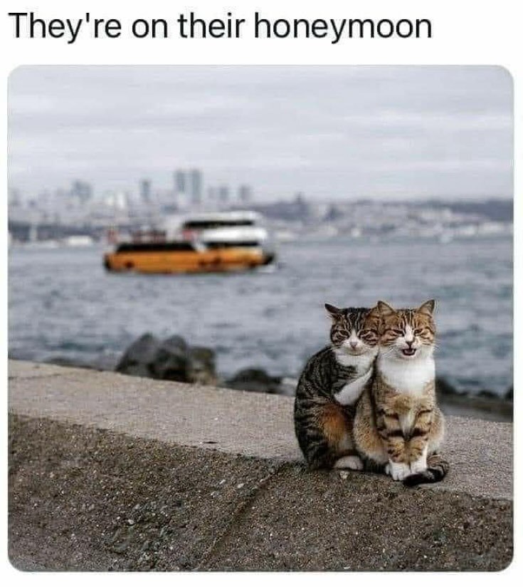 They're on their honeymoon