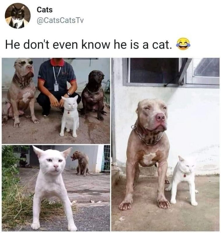 Cats @CatsCatsTv He don't even know he is a cat.