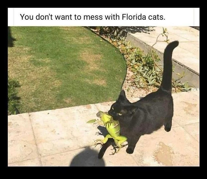 You don't want to mess with Florida cats.