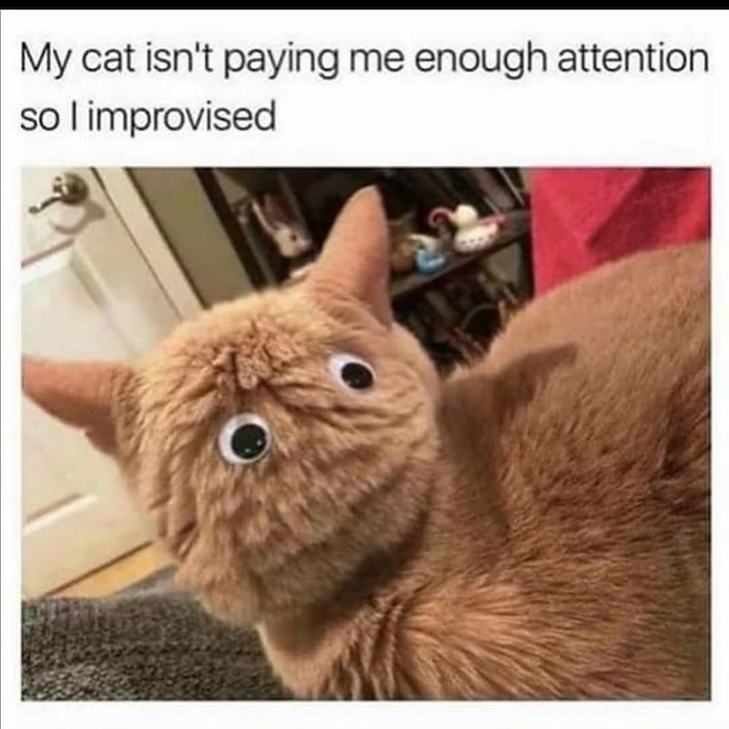 My cat isn't paying me enough attention so I improvised