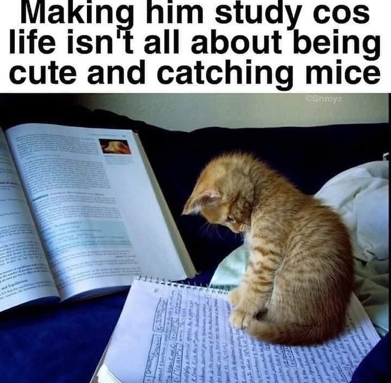 Making him study cos life isn't all about being cute and catching mice Shrayz 1817 5010
