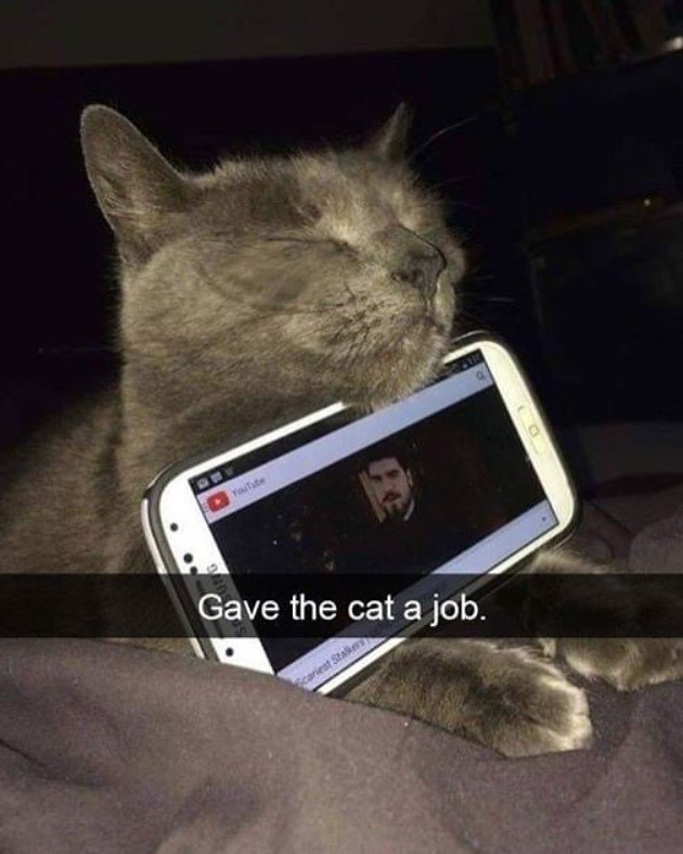 YouTube Gave the cat a job. 1 Stalkers