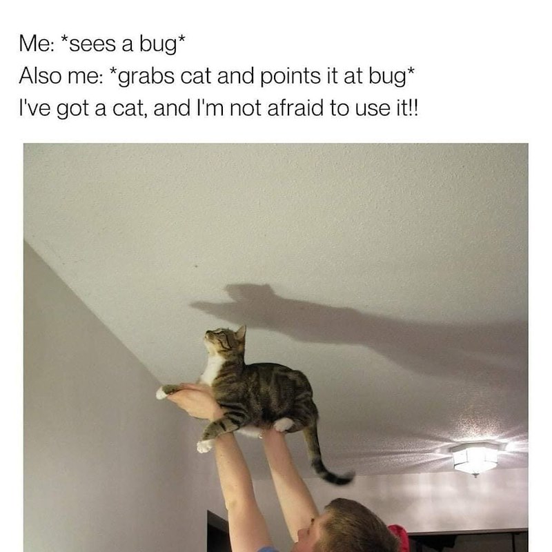 Me: *sees a bug* Also me: *grabs cat and points it at bug* I've got a cat, and I'm not afraid to use it!!