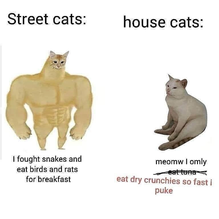Street cats: house cats: I fought snakes and eat birds and rats for breakfast meomw I omly eat tuna eat dry crunchies so fast i puke