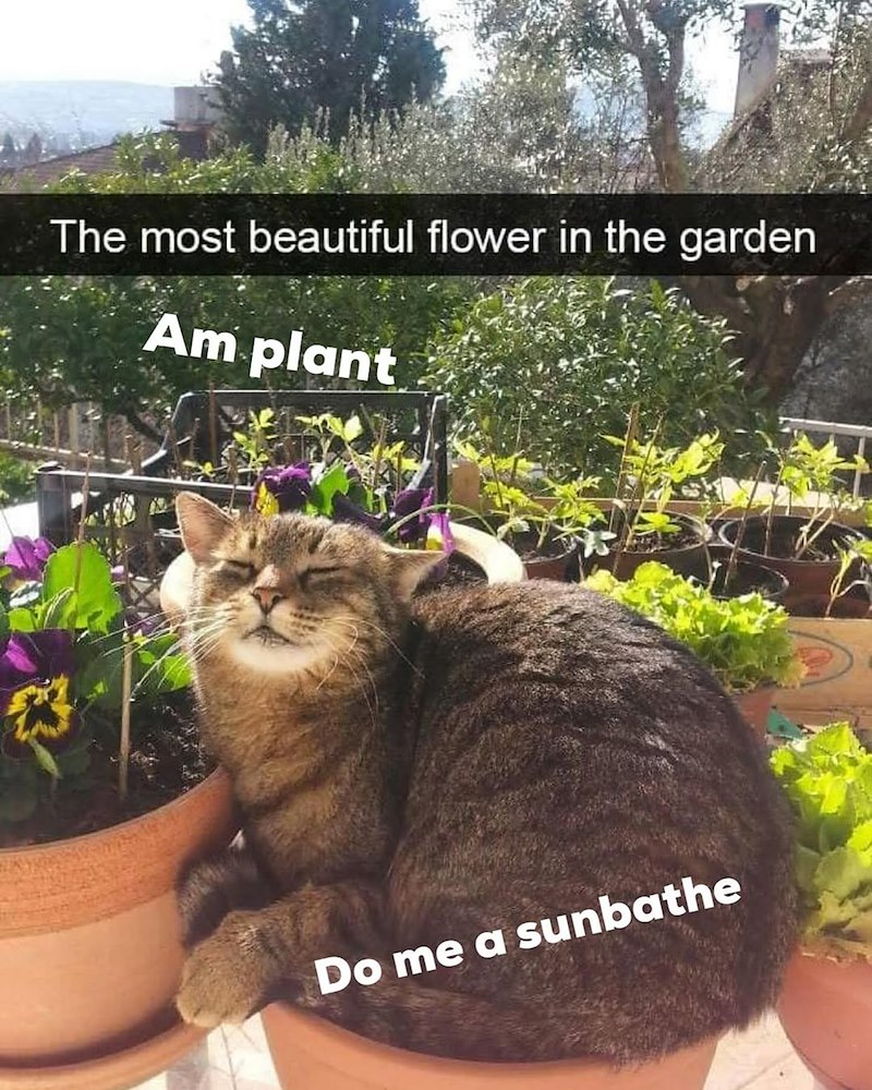 £3 The most beautiful flower in the garden Am plant Do me a sunbathe