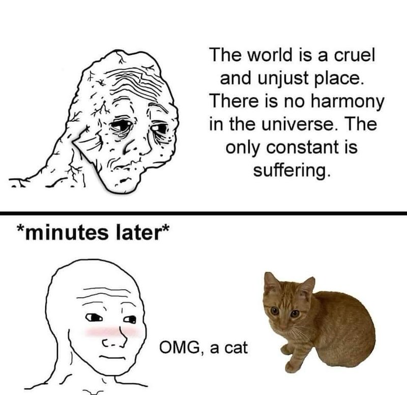 *minutes later* The world is a cruel and unjust place. There is no harmony in the universe. The only constant is suffering. OMG, a cat