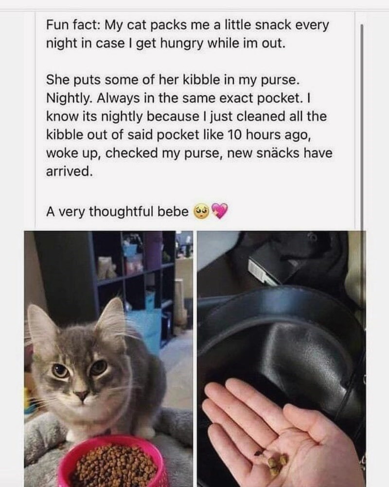 Fun fact: My cat packs me a little snack every night in case I get hungry while im out. She puts some of her kibble in my purse. Nightly. Always in the same exact pocket. I know its nightly because I just cleaned all the kibble out of said pocket like 10 hours ago, woke up, checked my purse, new snäcks have arrived. A very thoughtful bebe