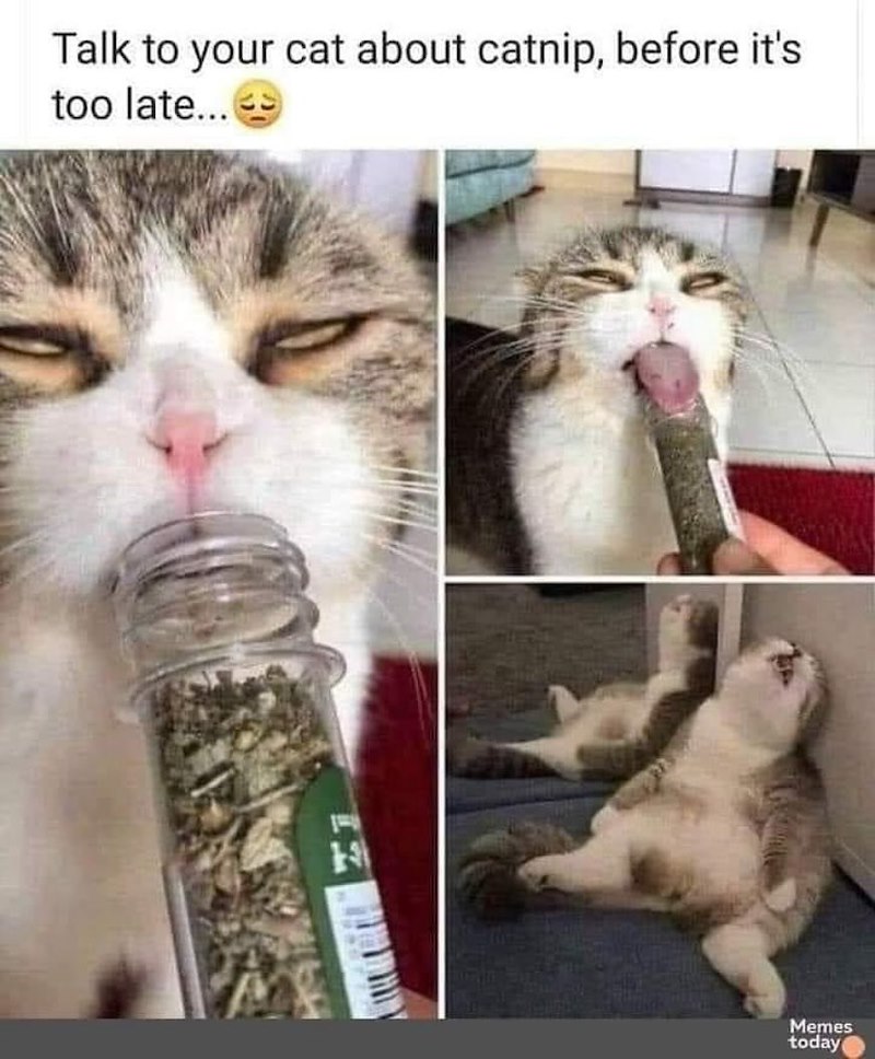 Talk to your cat about catnip, before it's too late... 1 Memes today