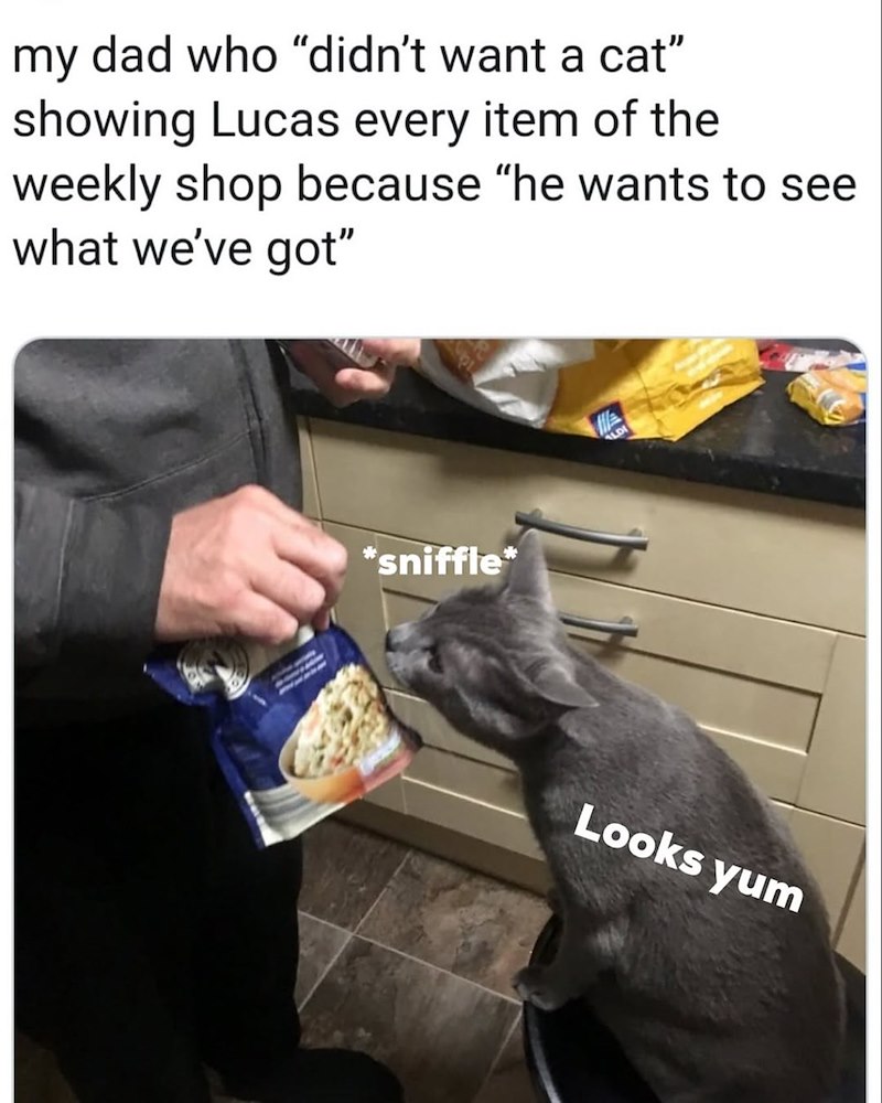 my dad who "didn't want a cat" showing Lucas every item of the weekly shop because "he wants to see what we've got" *sniffle* ALD Looks yum