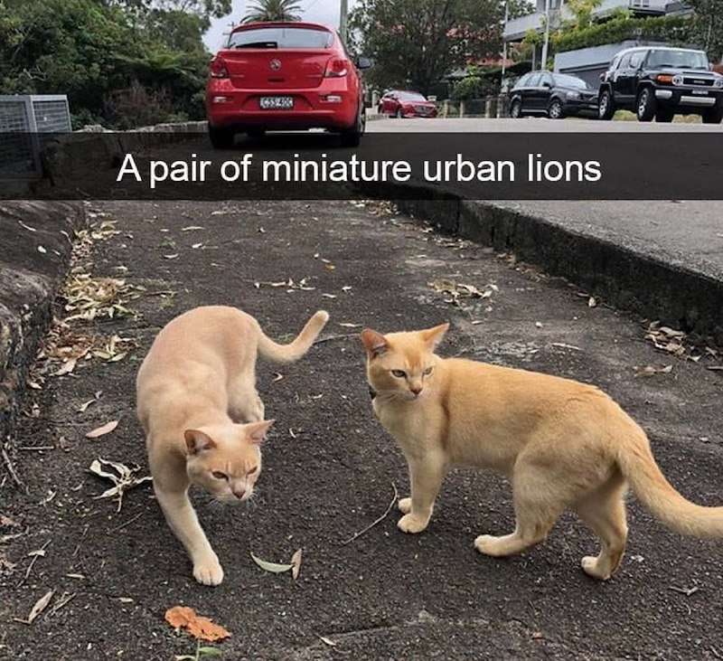 A pair of miniature urban lions