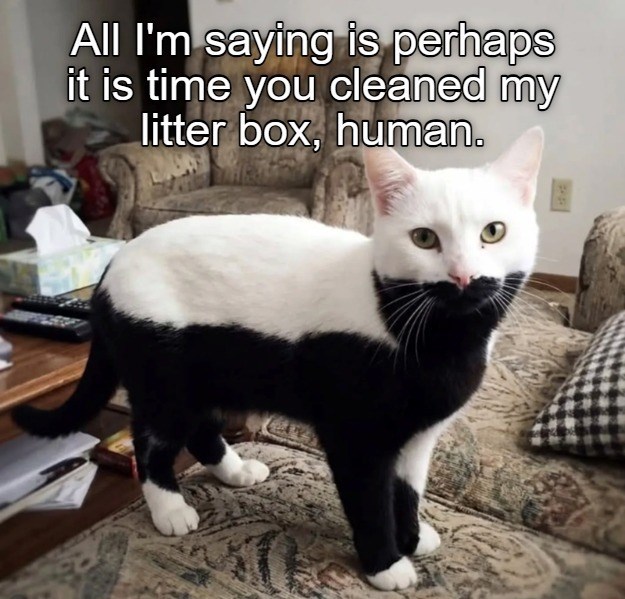 All I'm saying is perhaps it is time you cleaned my litter box, human.