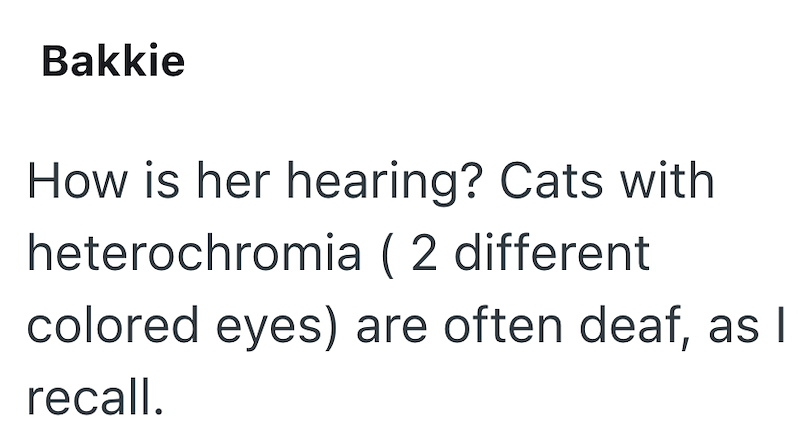 Bakkie How is her hearing? Cats with heterochromia ( 2 different colored eyes) are often deaf, as I recall.