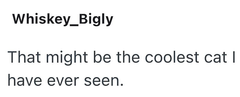 Whiskey_Bigly That might be the coolest cat | have ever seen.