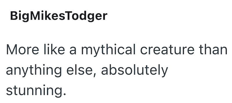 BigMikesTodger More like a mythical creature than anything else, absolutely stunning.