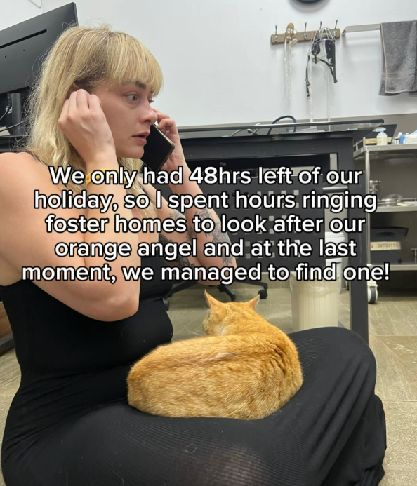 We only had 48hrs left of our holiday, so I spent hours ringing foster homes to look after our orange angel and at the last moment, we managed to find one!