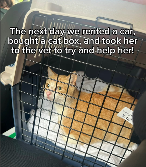 The next day we rented a car, bought a cat box, and took her to the vet to try and help her! Su67.5 Rs. 4200