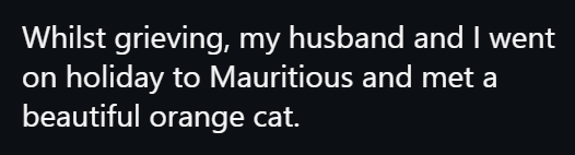 Whilst grieving, my husband and I went holiday to Mauritious and met a beautiful orange cat.