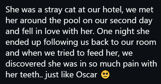 She was a stray cat at our hotel, we met her around the pool on our second day and fell in love with her. One night she ended up following us back to our room and when we tried to feed her, we discovered she was in so much pain with her teeth.. just like Oscar