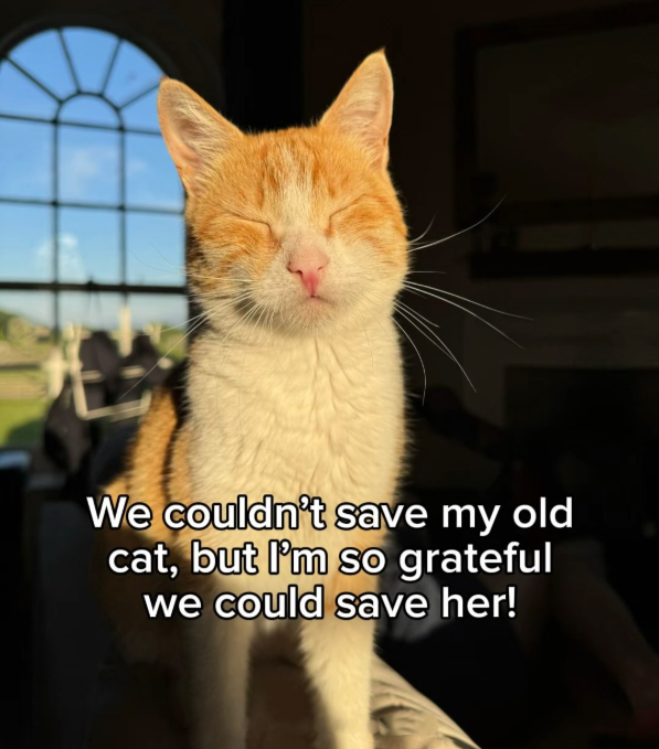 We couldn't save my old cat, but I'm so grateful we could save her!