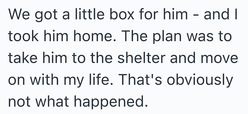 We got a little box for him - and I took him home. The plan was to take him to the shelter and move on with my life. That's obviously not what happened.