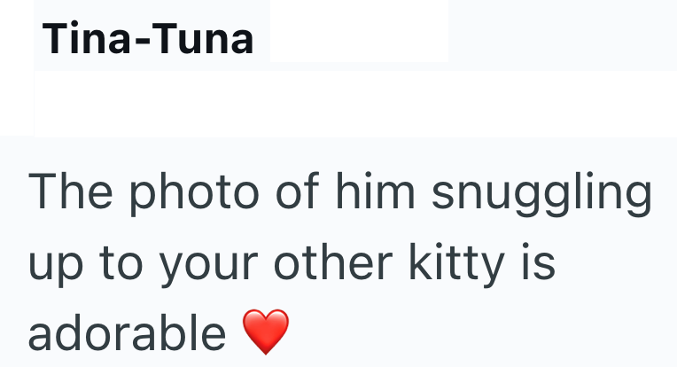 Tina-Tuna The photo of him snuggling up to your other kitty is adorable