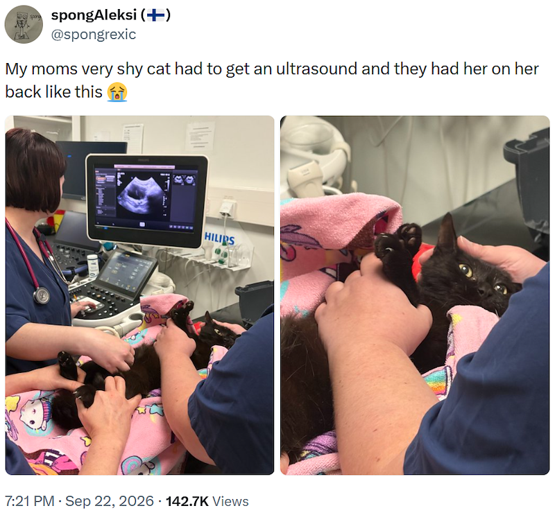 spongAleksi (+) @spongrexic My moms very shy cat had to get an ultrasound and they had her on her back like this HILIPS 7:21 PM - Sep 22, 2026 142.7K Views
