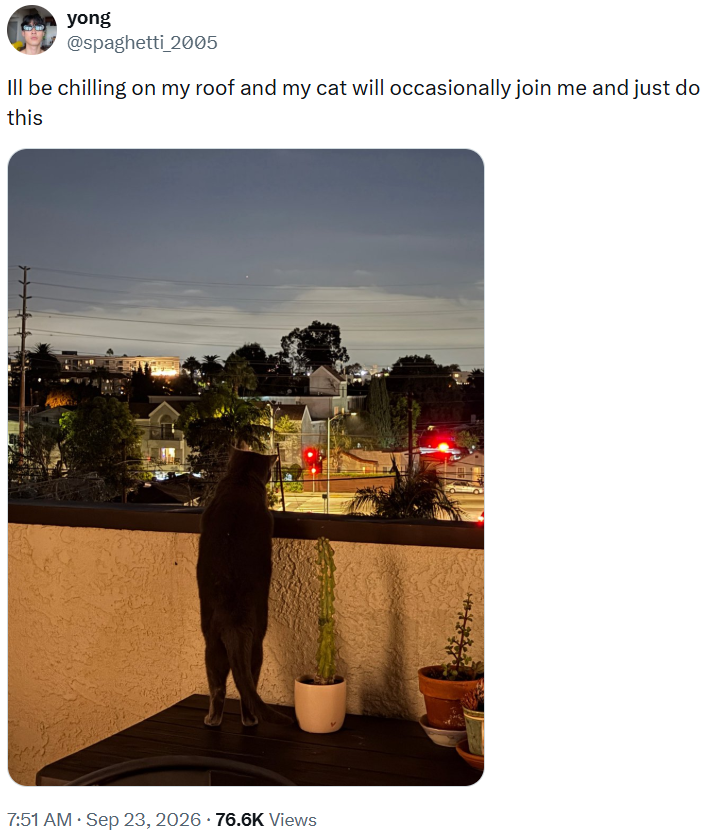yong @spaghetti 2005 Ill be chilling on my roof and my cat will occasionally join me and just do this • 7:51 AM · Sep 23, 2026 - 76.6K Views