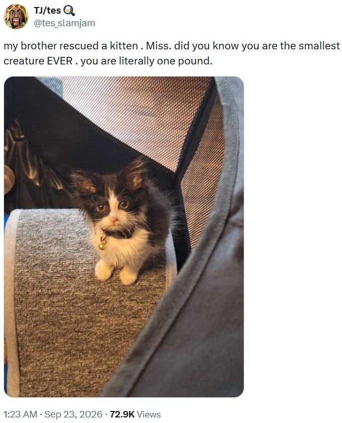 TJ/tes Q @tes_slamjam my brother rescued a kitten. Miss. did you know you are the smallest creature EVER. you are literally one pound. . 1:23 AM ⚫ Sep 23, 2026 - 72.9K Views