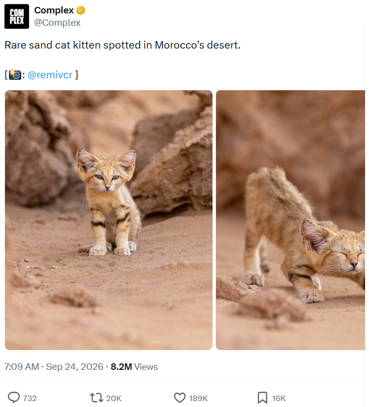 COM Complex⭑✔ PLEX @Complex Rare sand cat kitten spotted in Morocco's desert. [5]: @remivcr] 7:09 AM · Sep 24, 2026 - 8.2M Views 732 120K 189K 16K