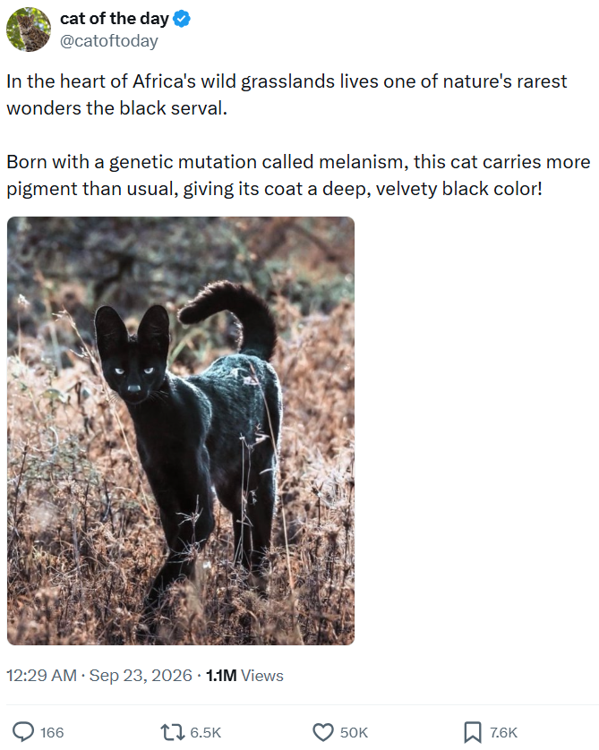 cat of the day @catoftoday In the heart of Africa's wild grasslands lives one of nature's rarest wonders the black serval. Born with a genetic mutation called melanism, this cat carries more pigment than usual, giving its coat a deep, velvety black color! 12:29 AM · Sep 23, 2026 1.1M Views 166 1 6.5K 50K 7.6K