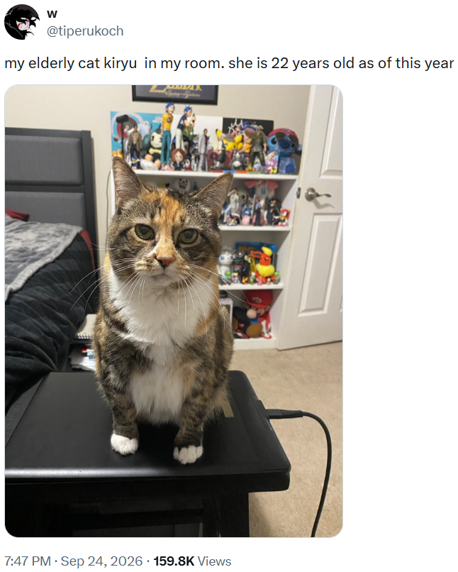 W @tiperukoch my elderly cat kiryu in my room. she is 22 years old as of this year 7:47 PM Sep 24, 2026 159.8K Views . .