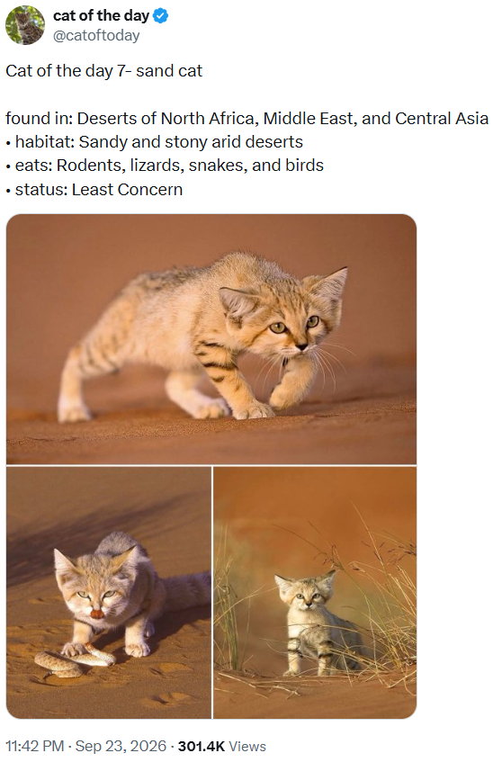 cat of the day @catoftoday Cat of the day 7- sand cat found in: Deserts of North Africa, Middle East, and Central Asia ⚫ habitat: Sandy and stony arid deserts ⚫eats: Rodents, lizards, snakes, and birds ⚫ status: Least Concern 11:42 PM - Sep 23, 2026 -301.4K Views