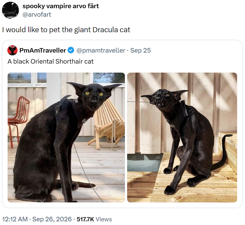 spooky vampire arvo färt @arvofart I would like to pet the giant Dracula cat PmAmTraveller @pmamtraveller • Sep 25 A black Oriental Shorthair cat 12:12 AM · Sep 26, 2026 517.7K Views