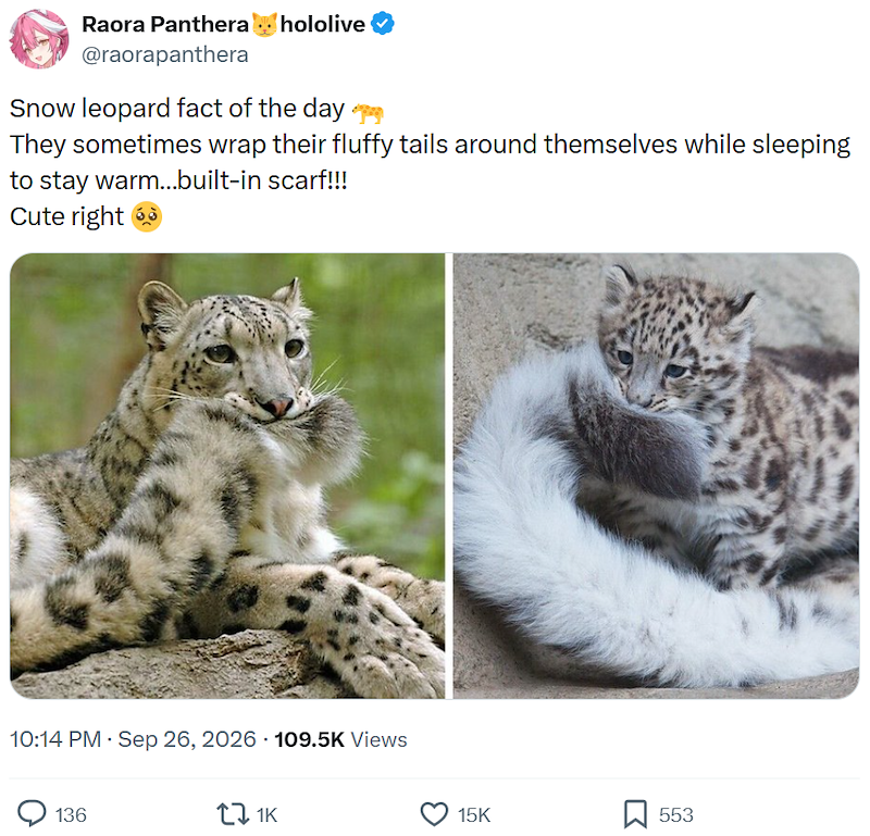 Raora Panthera_hololive @raorapanthera Snow leopard fact of the day They sometimes wrap their fluffy tails around themselves while sleeping to stay warm...built-in scarf!!! Cute right 10:14 PM · Sep 26, 2026 109.5K Views 136 11K 15K 553