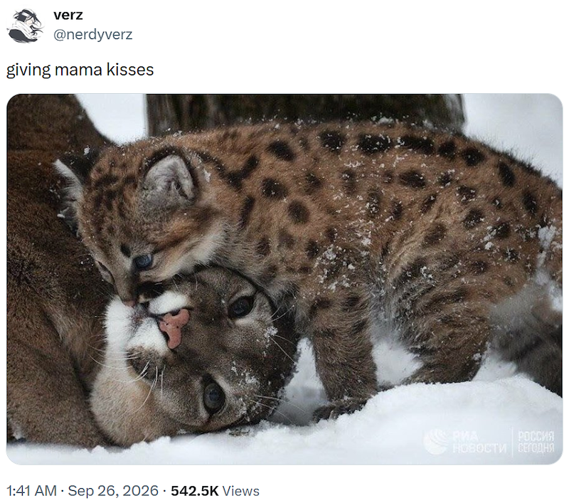 verz @nerdyverz giving mama kisses 1:41 AM · Sep 26, 2026 542.5K Views РИА НовостИ СЕГОДНЯ РОССИЯ