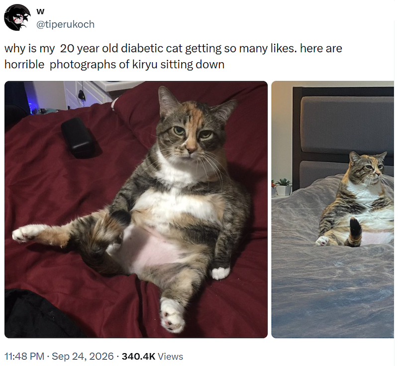 W @tiperukoch why is my 20 year old diabetic cat getting so many likes. here are horrible photographs of kiryu sitting down 11:48 PM · Sep 24, 2026 340.4K Views